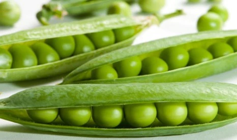 Information of Peas Cultivation in India with Advancements
