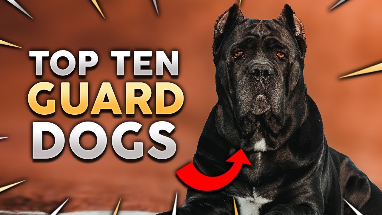 Top ten guard dog