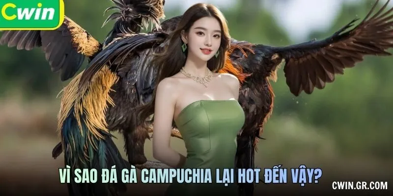 Nguồn video và dữ liệu Đá Gà Campuchia