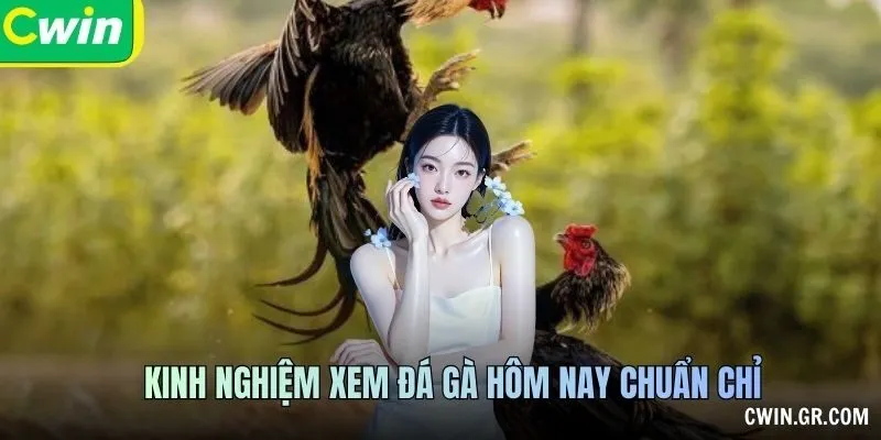 Theo dõi diễn biến Đá Gà Hôm Nay